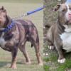 Bully puppies on the way