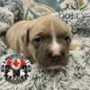 New Litter - Tri Color Pocket Size American Bully Puppies & Stud services - Abkc Registered