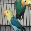 Lovebirds (Banded) Available