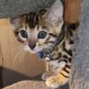 Male Bengal Kitten for Sale $1,000