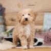 micro goldendoodle puppies