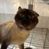 The Sweetest Male Adult Siamese Cat Anyone Could Have