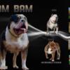 Xl bully puppies 4 females available   OB BAMBAM X GHB CANELA