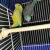Parrotlet Pair Rehoming