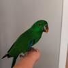 Handfed Baby Male Eclectus