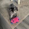 Male YorkiPoo Merle color 3 months