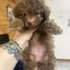 Toy Poodle Puppies -2 boys and 1 girl