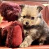 Beautiful, tiny female Pomeranian. ACA registered. Will be ready to go home May 3rd.
