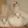 White Racing Homer Pigeons For Sale - White Pigeons for Sale - White Doves For Sale