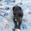 AKC Great Dane Puppies Looking for their FURever Homes, Don't you wanna love them too