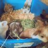 Holland lop bunnies for loving homes