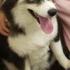 F1 Pomsky available for Stud