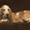 trade or home Basset Hounds