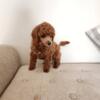 Female toy poodle. Ready now.