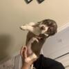 1 male beagle puppy left-