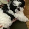 Male Shih tzus  looking for fur ever home