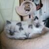 Siamese Himalayan mix kittens