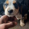 8week old beagle male NO PAPERS BUT COMES FROM HUNTING PARENTS