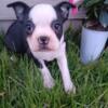Boston Terrier male now ready for a new home