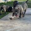 2 male pocket bully abr registered. 5months old looking for a forever home