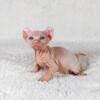 Female Hairless Elf Kitten - AVAILABLE - Multiple Litters To Choose From - SphynxKing.Com