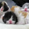 Flat face Persian kittens all CFA registered