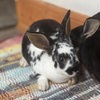 Pet Baby Rabbits