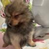 Pomeranian Male puppies 8 weeks first shots call for more info
