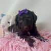 Purple collar - Female Brown Phantom Standard Poodle