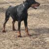Best of the Best,Young Imported Doberman, Professional Trained