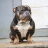 American bully male Pet home