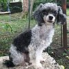 AKC teacup poodle male for stud, not for sale!