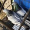 Pigeon turkish tumbler healty breeder