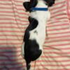 Dachshund puppy for sale in Palatka Fl. Male, Black and white spotted, piebald puppy
