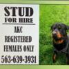 Stud for Hire AkC females only