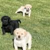 Beautiful and adorable English style Labrador puppies 1000.00