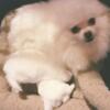 Gorgeous and Tiny White Female Pomeranian Puppy for sale