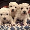Bichon Frise puppies in Virginia