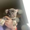Frenchie boy Puppy looking for good home