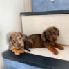 Miniature dachshund puppies smooth coated