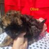 SPECIAL! Olive - Chocolate Sable Female Shipoo