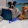 Luke sweet Boston terrier