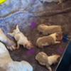 EXOTIC BULLY PUPPIES FOR SALE NOT ON SALE