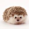 HEDGEHOGS   ALL COLORS AVAILABLE - Delivery  Available