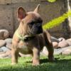 Adorable French bulldog puppies for sale.