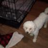 Toy Poodle 5 pound female one year old