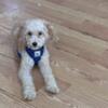 Toy poodle needs a good home