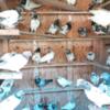 Pakistani pigeons available high quality birds