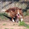 AKC Border Collie adults available