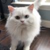 All white Persian male rehome